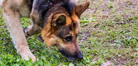 Do German Shepherds Dig 7 Possible Causes And Solutions Just