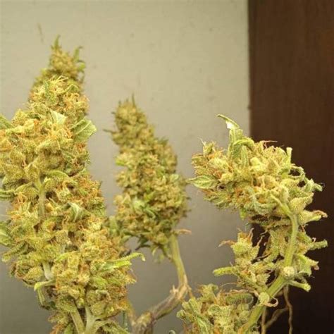 Hypno Seeds Hypno Zkittlez Auto 2 Grow Diary Journal 2 Harvest11 By