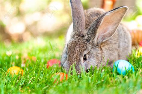 Bunny In Spring Wallpapers Wallpaper Cave