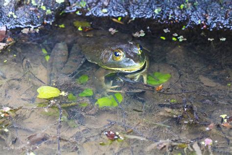 Lithobates Catesbeianus American Bull Frog Adult From Ij Flickr