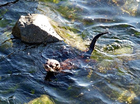 Buzzs Marine Life Of Puget Sound Juvenile River Otters At Duwamish