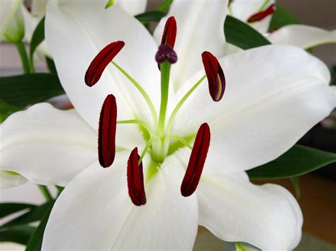 Free Images Blossom White Flower Petal Bloom Botany Flora