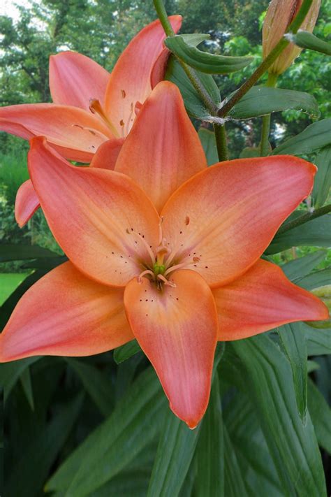 Crin Easy Whisper Lilium 1buc Planterraro Viata Pe Verde