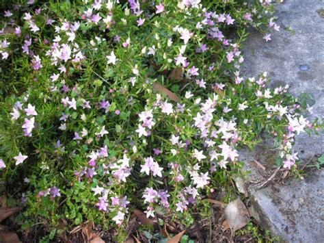 Crowea Exalata ‘edna Walling Crowea Waxflower Gardening With Angus