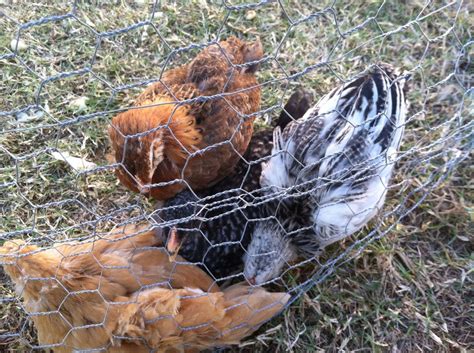 Ameraucana hens lay blue eggs in various shades. Is my 6 week old Ameraucana chick a rooster ? | BackYard ...
