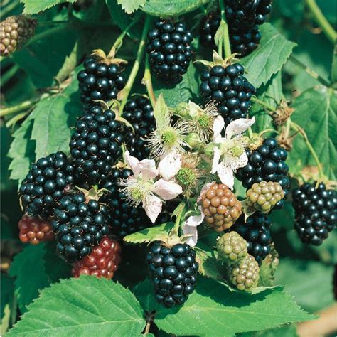 The pots have to be big enough to keep the root system alive without killing the microorganisms around the roots. 2.5-Quart Blackberry Small Plant (L5825) at Lowes.com