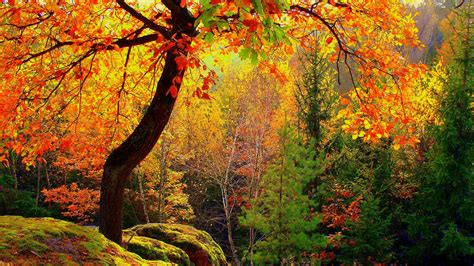 Beautiful Colorful Autumn Trees With Sunbeam Forest Background Hd