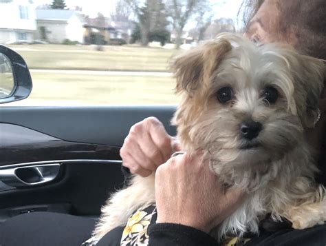 Morkies, morkie puppies, and the morkie: Morkie Puppies For Sale | Sterling Heights, MI #295883