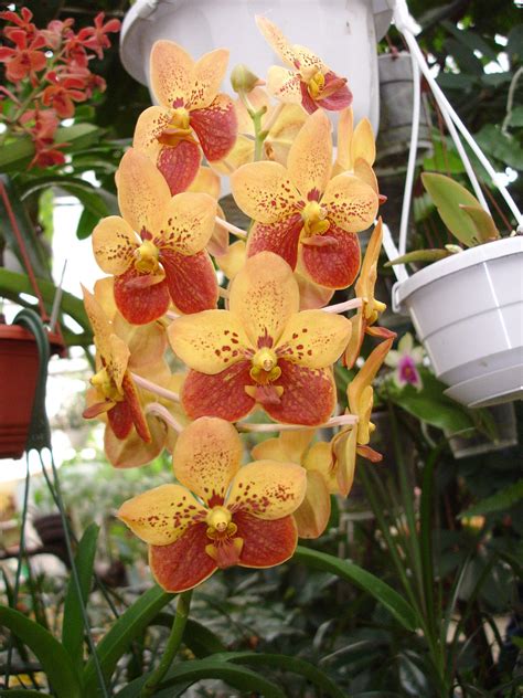 Hoa Phong Lan Vi T Vietnam Orchids Ascocenda