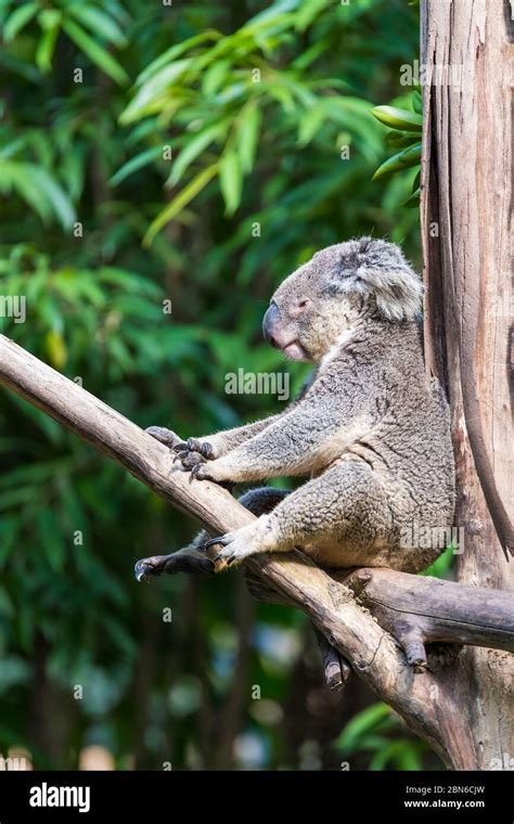 Koala Sleeping On The Tree Stock Photo Alamy