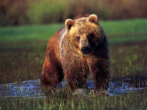 Grizzly Bear Pictures Wallpaper 1024x768 58560