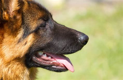 How To Read A German Shepherds Body Language The German Shepherder