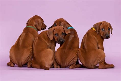 7 Best Places To Find Rhodesian Ridgeback Puppies For Sale