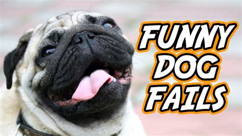 Hilarious Dog Fails Youtube