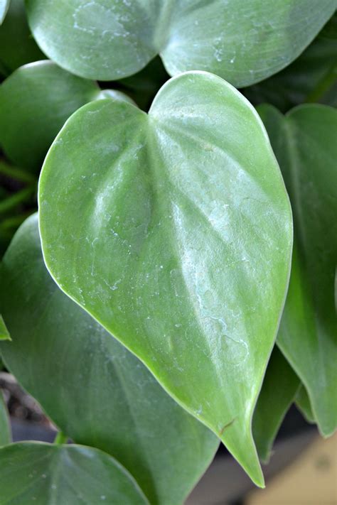 A Breath Of Fresh Air Houseplants Fairview Garden Center