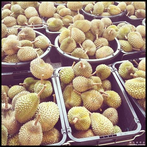The truth about musang king durian rejected by china these pictures of this page are about:durian musang king. How to Identify Musang King Durian 猫山王榴莲? - i'm saimatkong