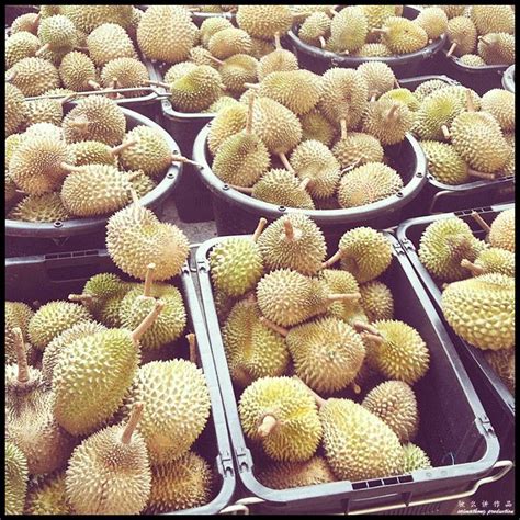 Let us share with you five reasons why the article about musang king rejects from china doesn't makes sense at all. How to Identify Musang King Durian 猫山王榴莲? - i'm saimatkong