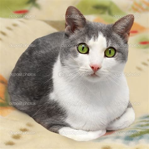 Cute Gray White Cat — Stock Photo © Fevralskaya T 39509597