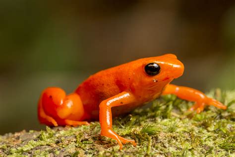 Fabulous Frogs The Worlds Most Endangered Frogs Nature Pbs