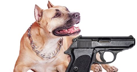 Gun Dog Fact 20394