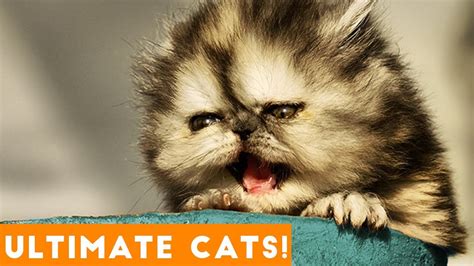 Ultimate Funny Cat And Kitten Compilation Of 2018 Funny Pet Videos