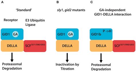 Frontiers Gibberellin Signaling In Plants The Extended Version Plant Science