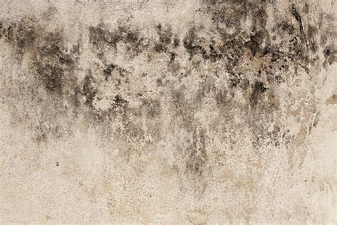 It is available in brilliant white and magnolia in a soft sheen finish. Signs of Toxic Black Mold and How to Deal with Them