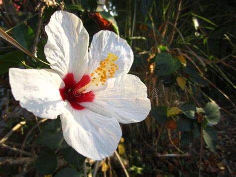 White Hibiscus Flower Stock Image Image Of Bright Hibiscus 51306625