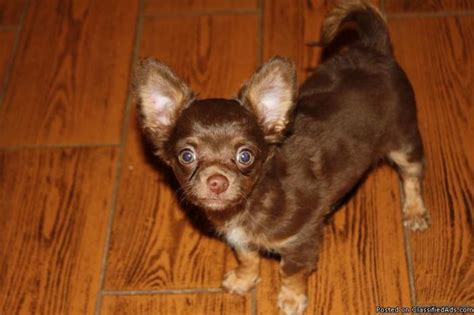 We rescue tiny dogs under 5 lbs, many of which are chihuahuas. Long Hair Teacup Chihuahua puppy for Sale in Otto, North ...