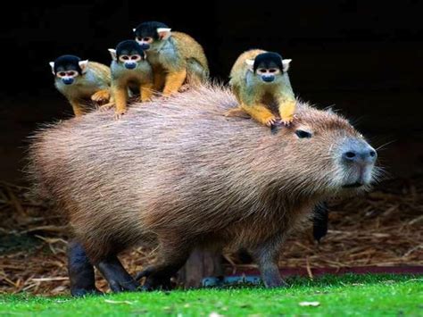 Capybara Wallpapers - Wallpaper Cave