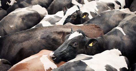 Scientists Are Trying To Engineer Cow Guts So Cattle Burp And Fart Less Methane Wired