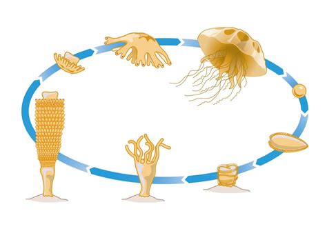 The Life Cycle Of A Jellyfish