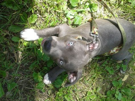 Created by dave wilson and originated in the state of virginia. razors edge blue nose pitbull puppy | Blue nose pitbull puppies, Blue nose pitbull, Pitbulls