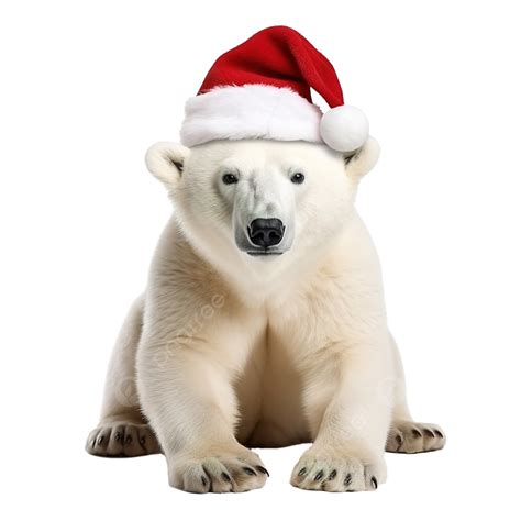 Christmas Polar Bear, Polar Bear, Snow, North PNG Transparent Image and