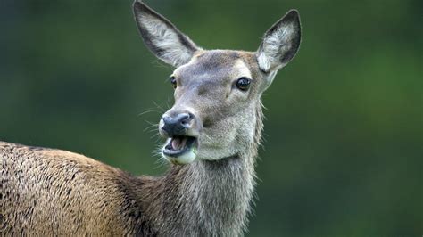 The Rare Afghan Deer That Survived Wars Bbc News