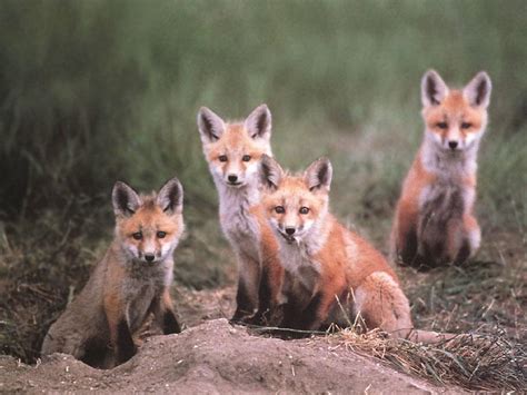 Red Fox Vulpes Vulpes 붉은여우 Pups Display Full Image