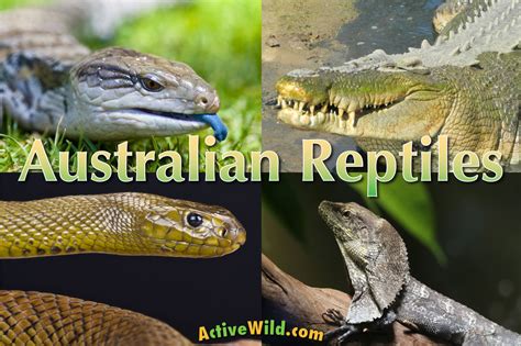 Australian Reptiles List Pictures And Facts Amazing Reptiles Of Australia