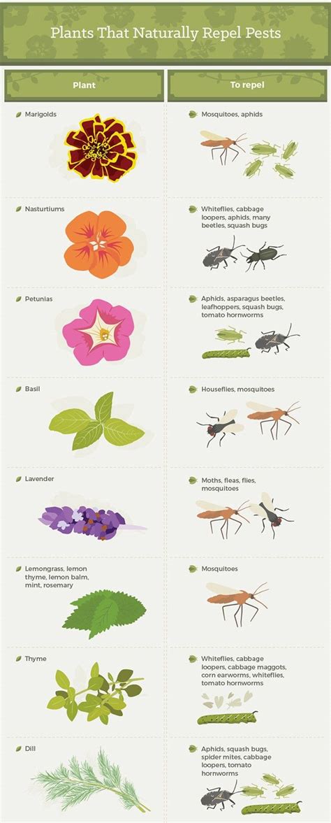 Common Garden Pests And How To Manage Them Infographic Homesteading