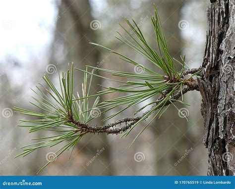Closeup Detail Of Pine Needles Growing From The Trunk Of A Pine Tree