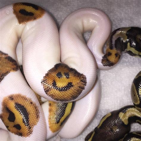 Happy Snake Rpics