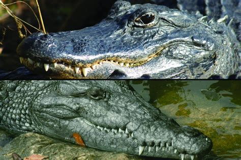 Alligators Vs Crocodiles Crocodiles Crocodile Species Alligator