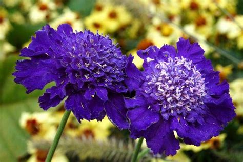 We did not find results for: Ten flowers that Grow well in Texas Heat | Gardening ...