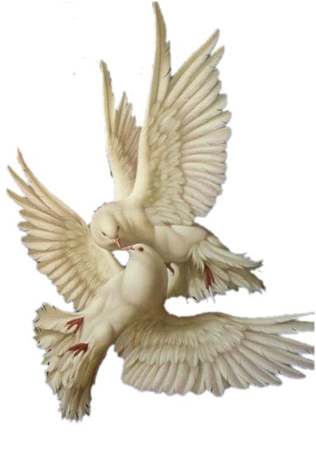 Png Hub — Doves • Transparent Bird Art Dove Pictures Birds Painting