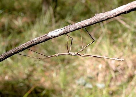 Stick And Leaf Insects Order Phasmatodea