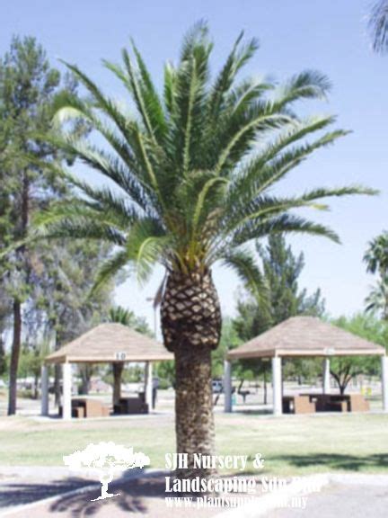 The first written records of date palms being grown and the scientific name for the date palm is phoenix dactylifera, and it is popularly known simply as the date palm. Palms and Cycads | Canary island date palm, Landscaping ...