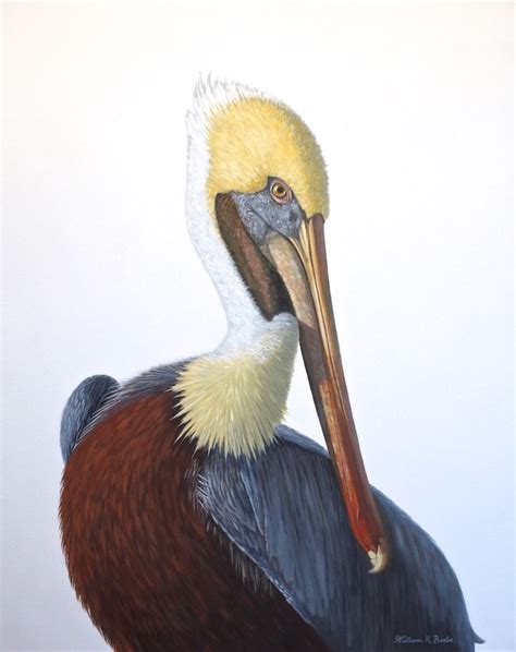 Striking A Pose Portrait Of A Brown Pelican — The Paintings Of