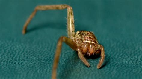 Huntsman Spider With Two Legs Nursed Back To Health Au
