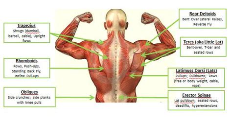 Deep muscle of the back that is located in proximity to the midline is called: upper body exercise