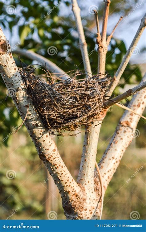 Bird Nest On The Tree Stock Image Image Of Branches 117051271