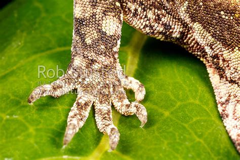 Forest Gecko Feet Showing Scales And Claws On Toes Mokopirirakau